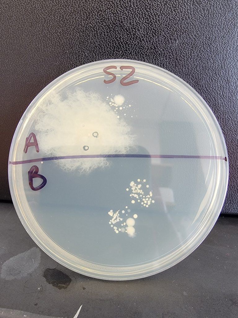 Petri Dish 52