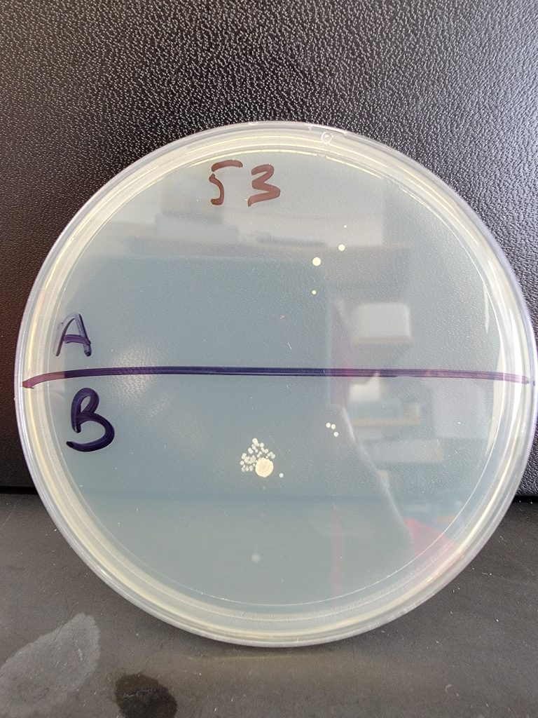 Petri Dish 53