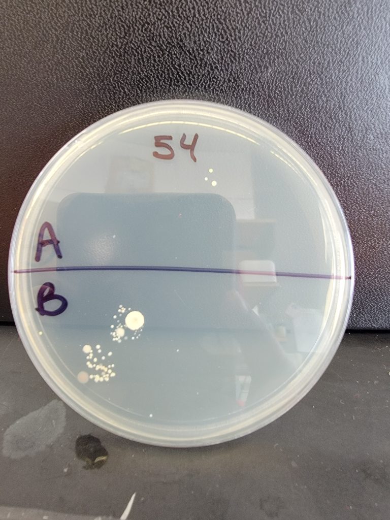 Petri Dish 54