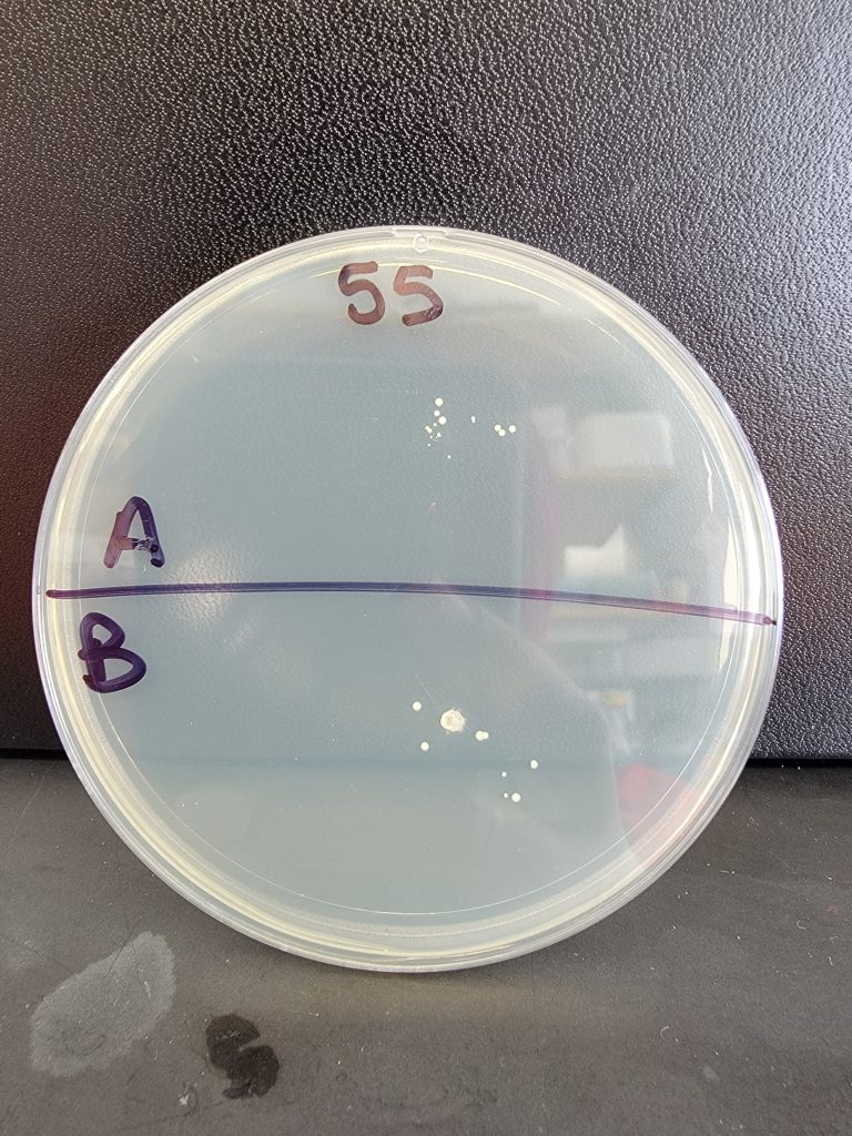Petri Dish 55