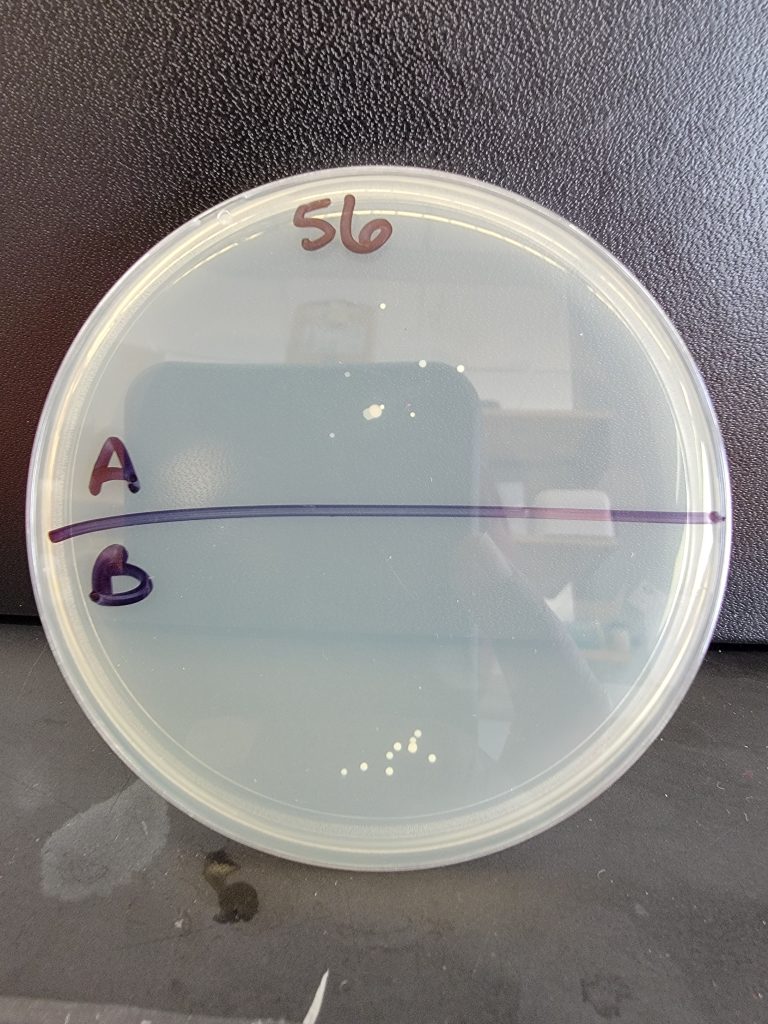 Petri Dish 56