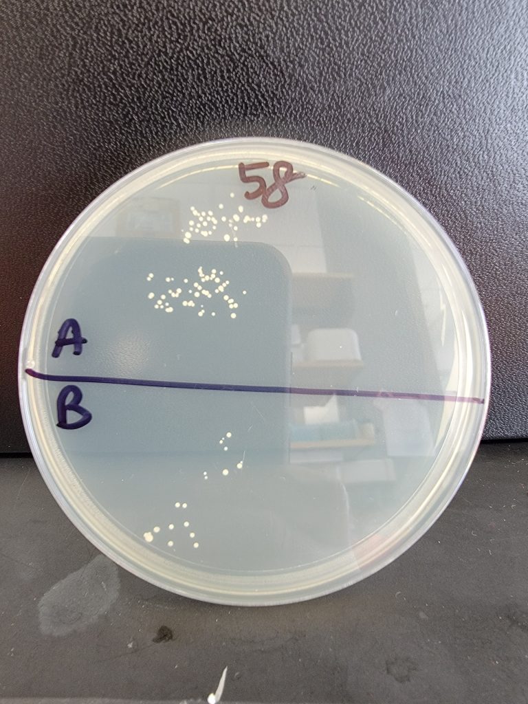 Petri Dish 58