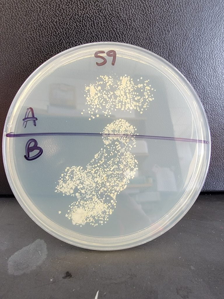Petri Dish 59