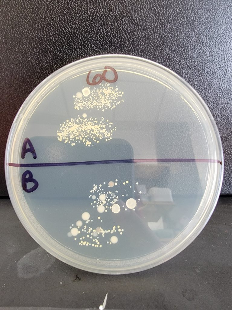 Petri Dish 60