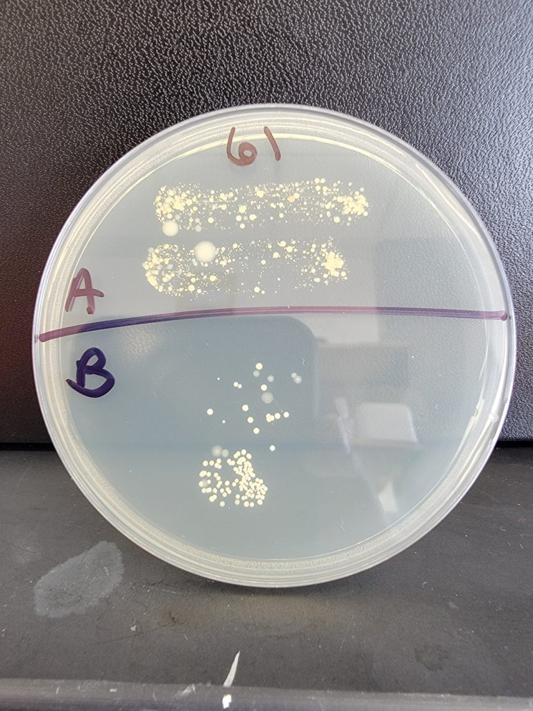 Petri Dish 61