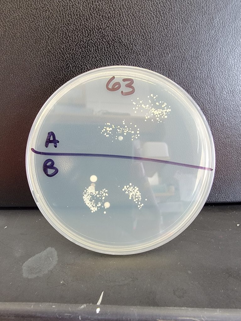 Petri Dish 63