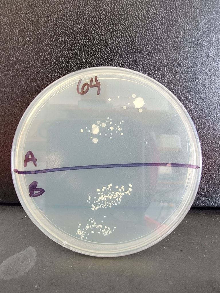 Petri Dish 64