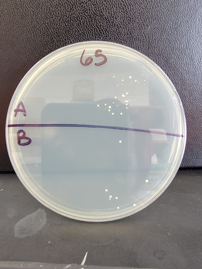Petri Dish 65