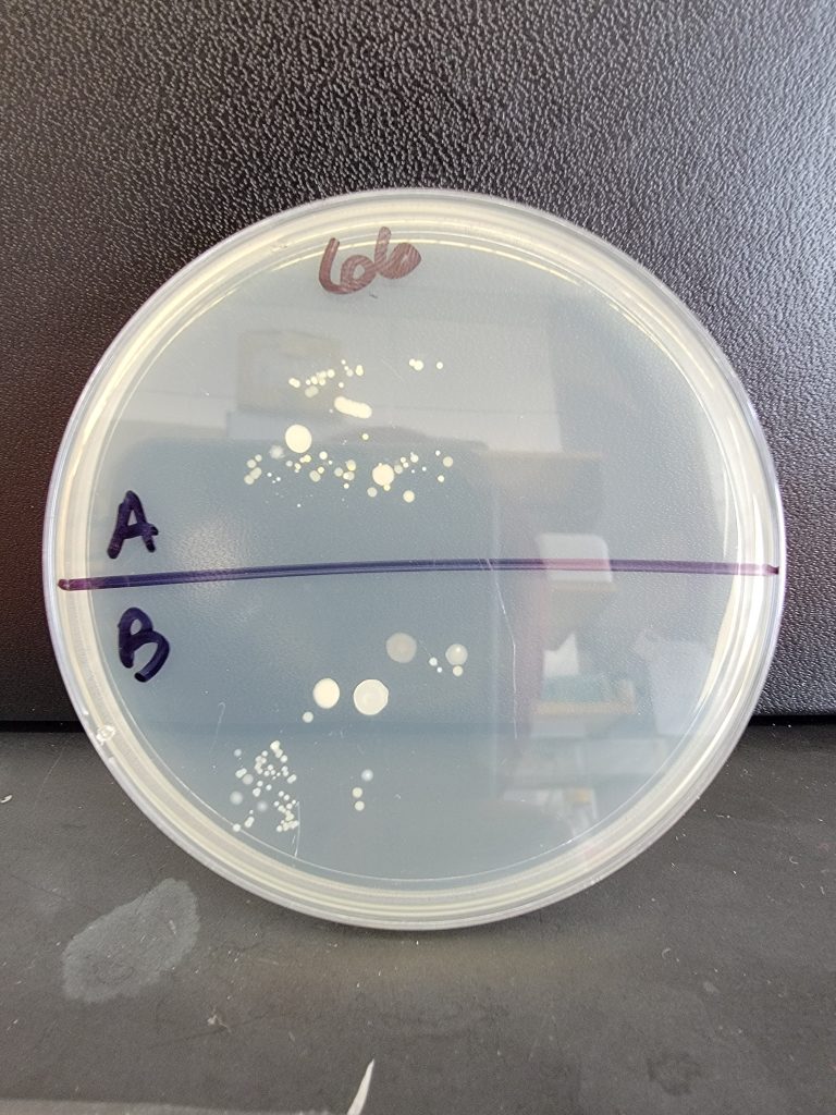 Petri Dish 66
