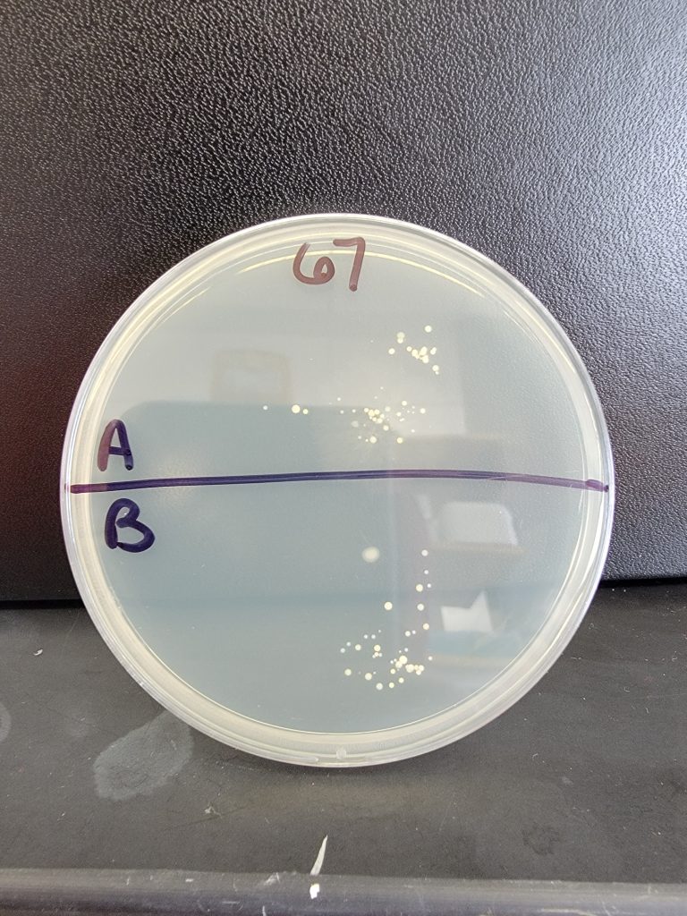 Petri Dish 67