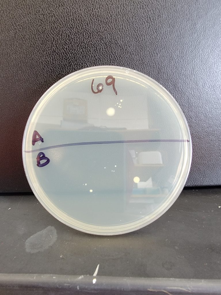 Petri Dish 69