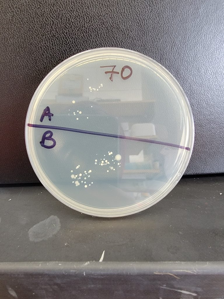 Petri Dish 70