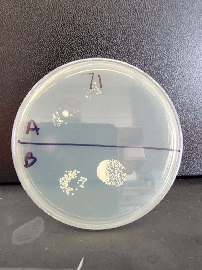 Petri Dish 71