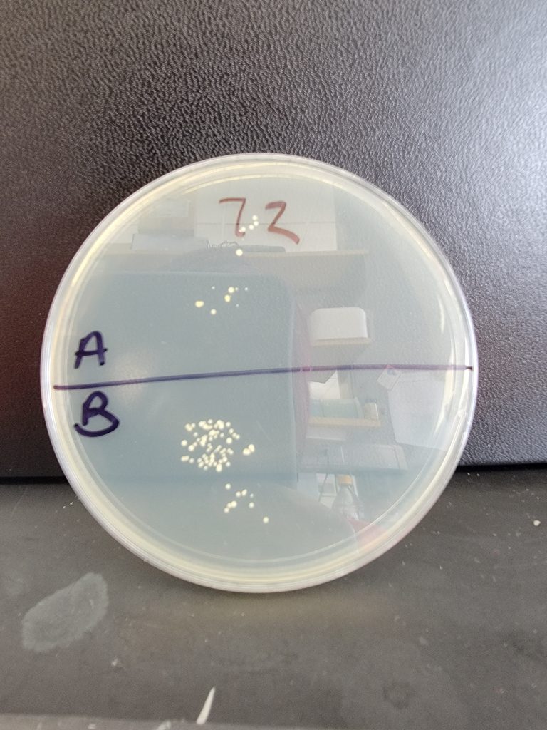 Petri Dish 72
