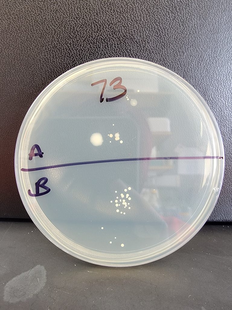 Petri Dish 73