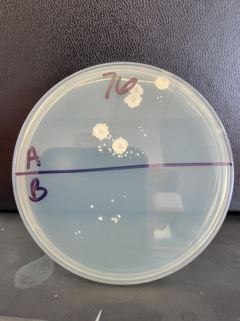 Petri Dish 76