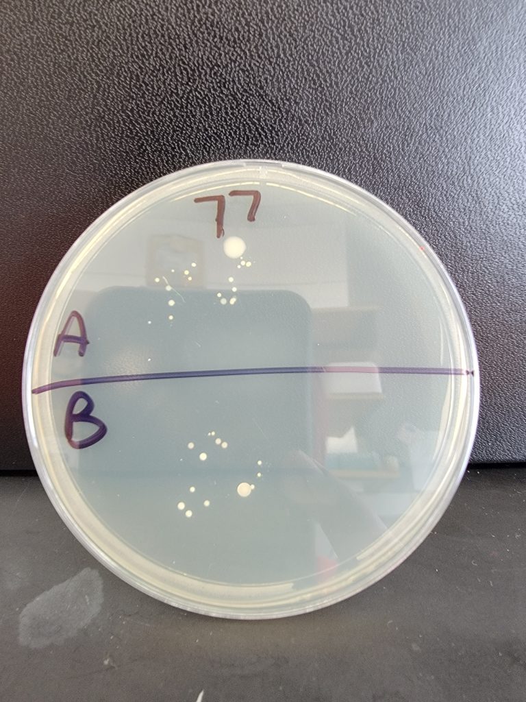 Petri Dish 77