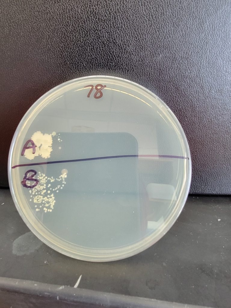 Petri Dish 78