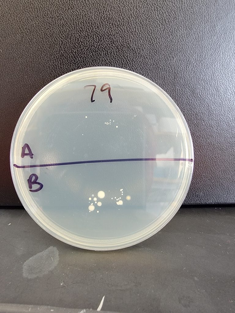 Petri Dish 79