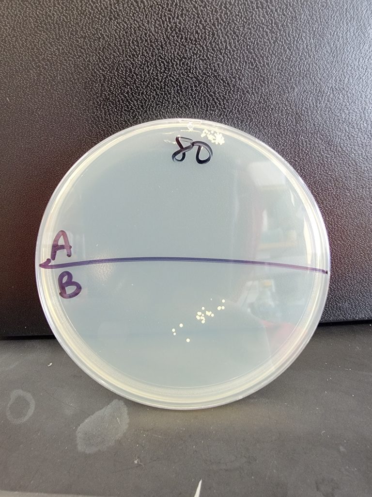 Petri Dish 80