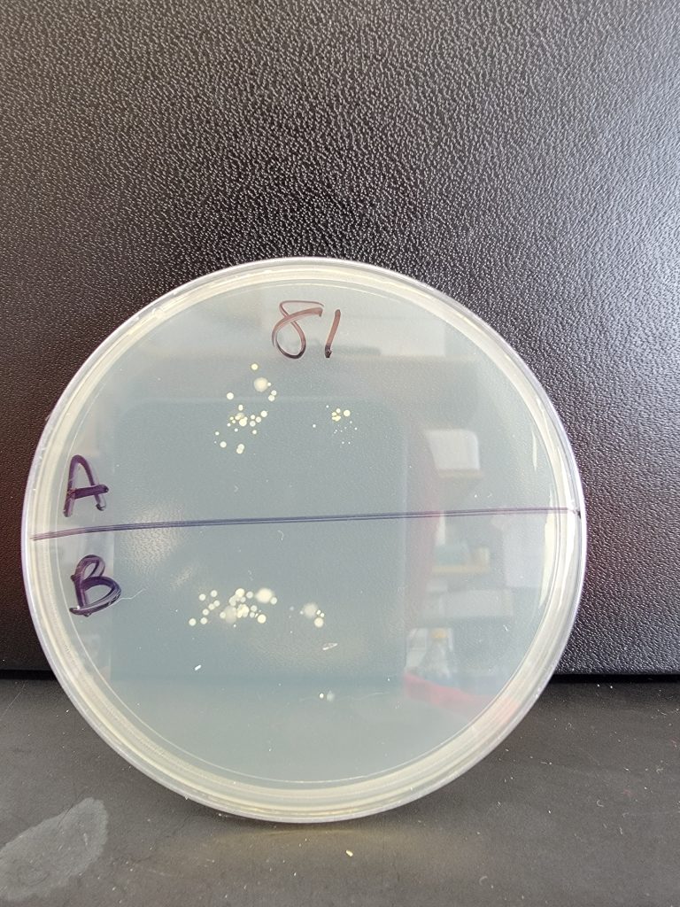 Petri Dish 81