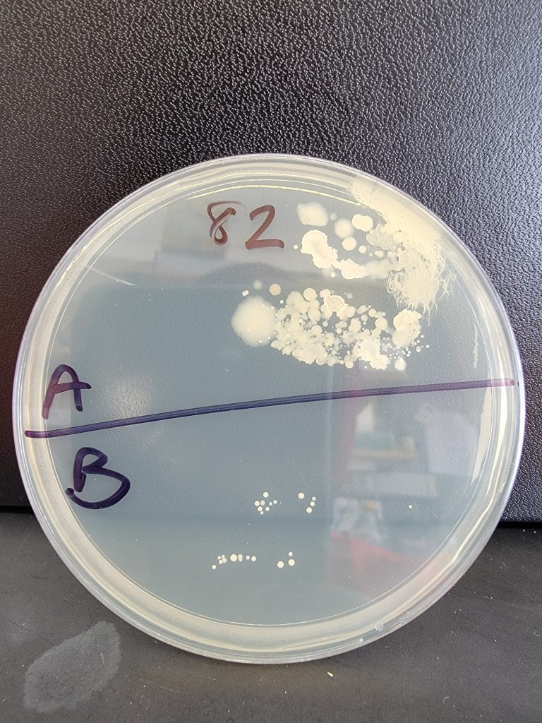 Petri Dish 82