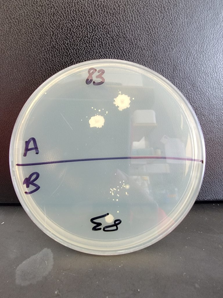 Petri Dish 83