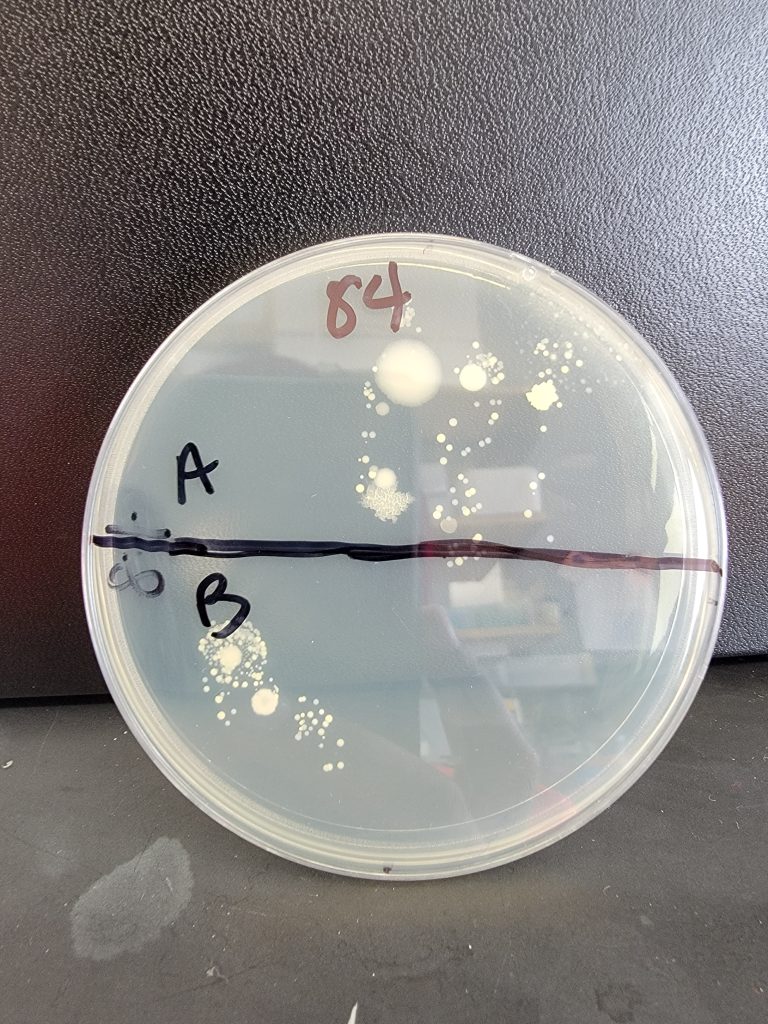 Petri Dish 84