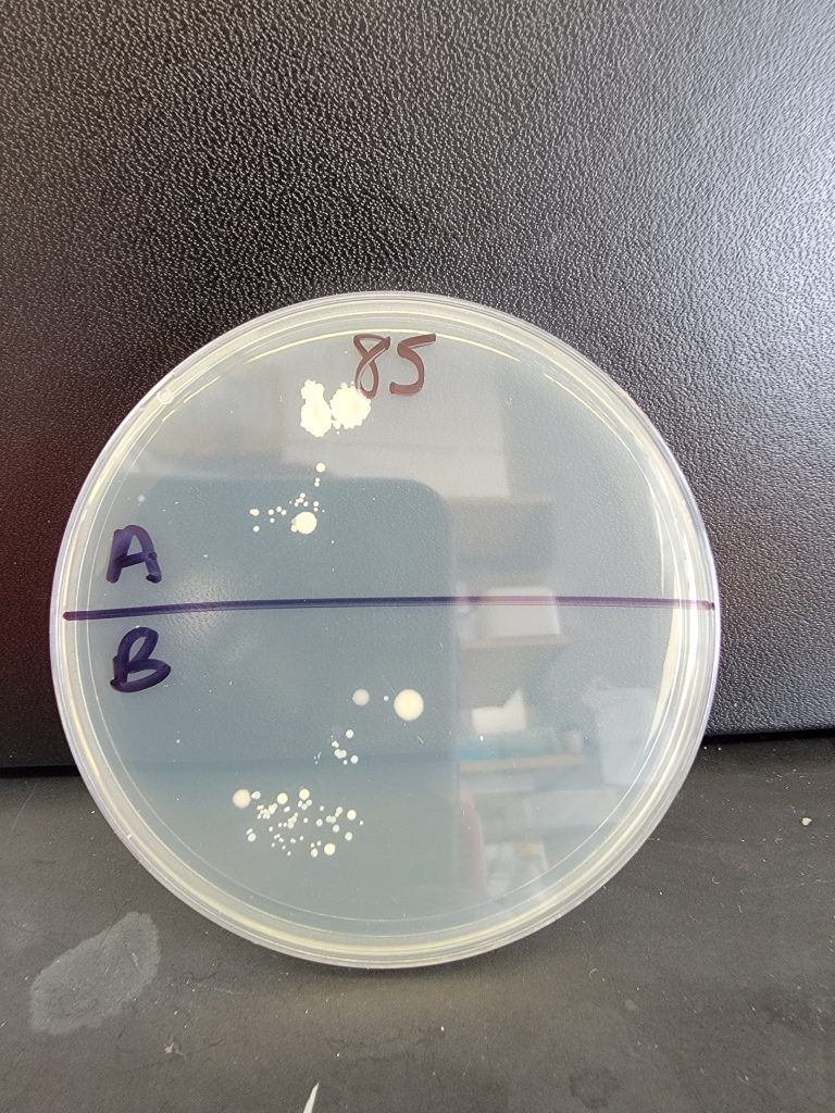 Petri Dish 85