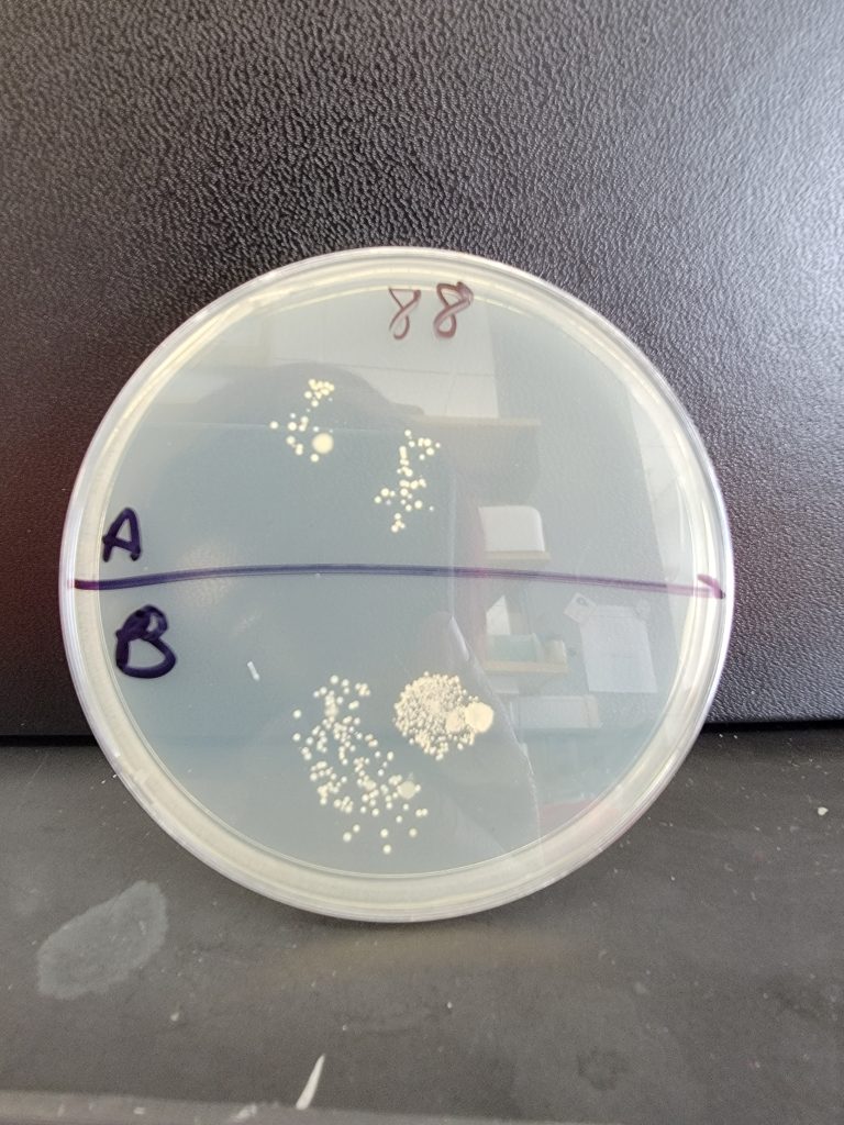 Petri Dish 88