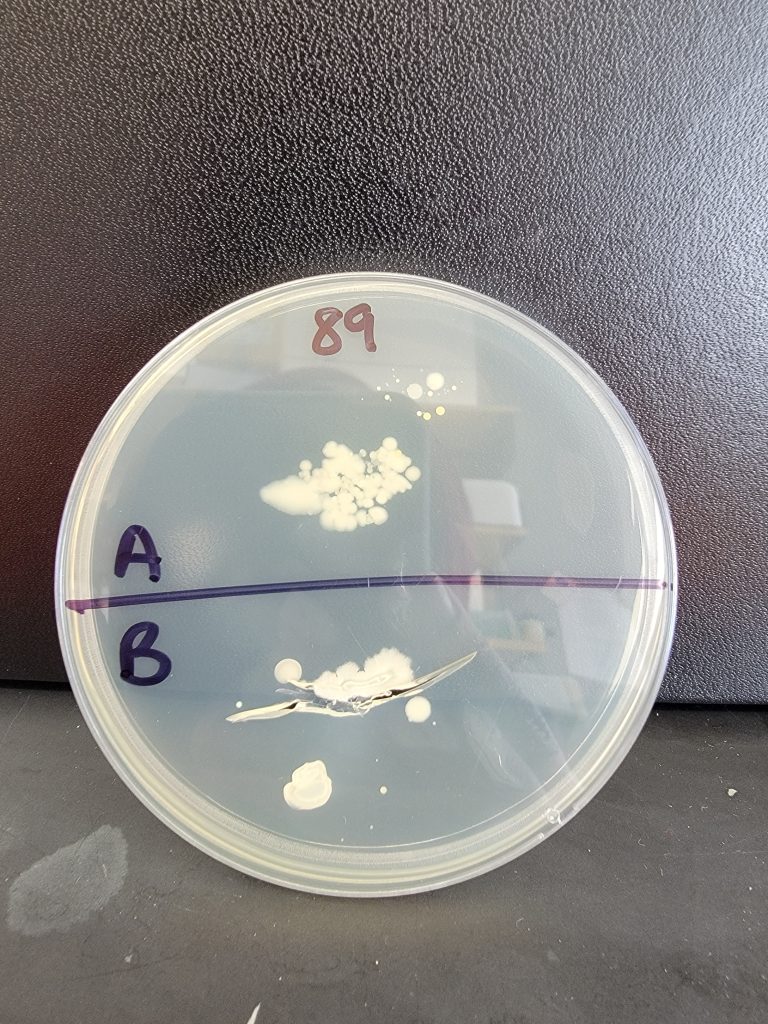 Petri Dish 89