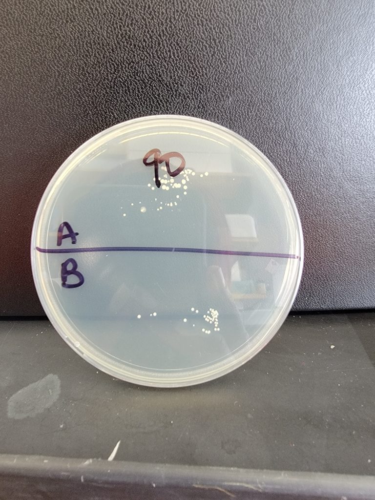 Petri Dish 90