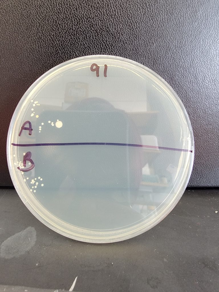 Petri Dish 91