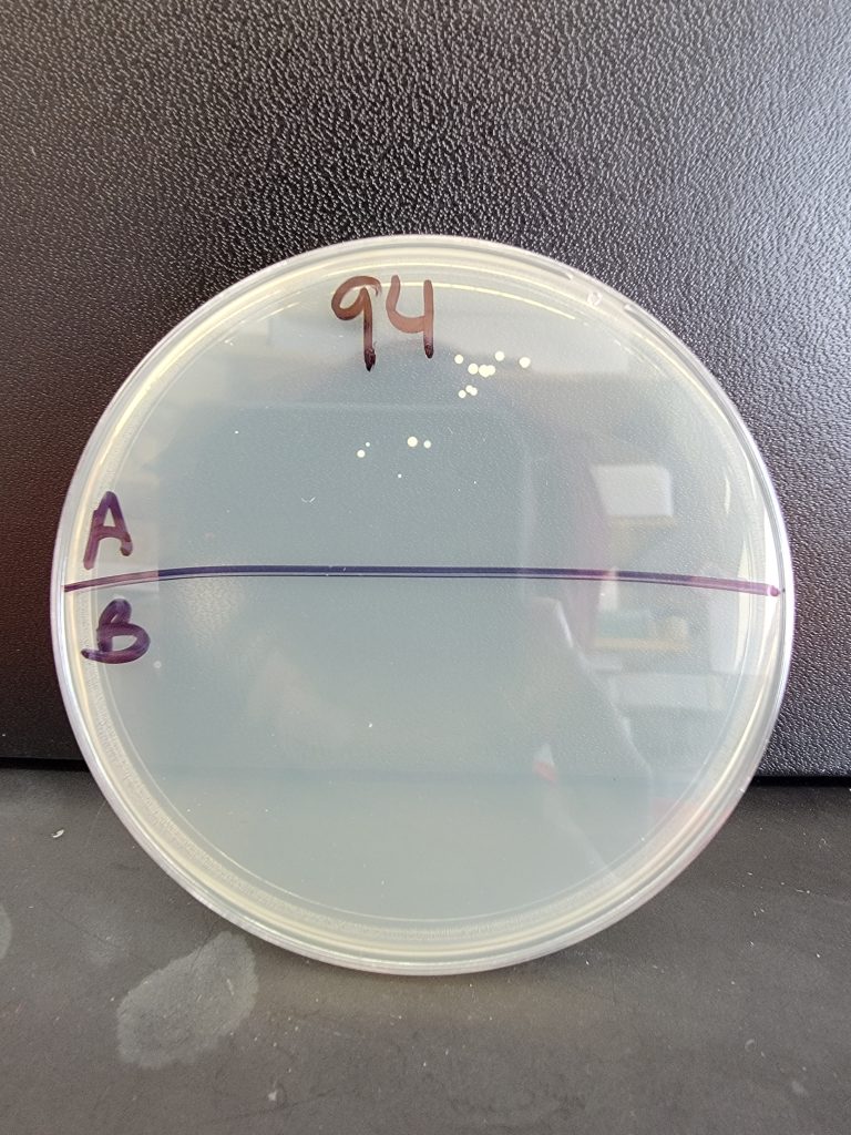 Petri Dish 94