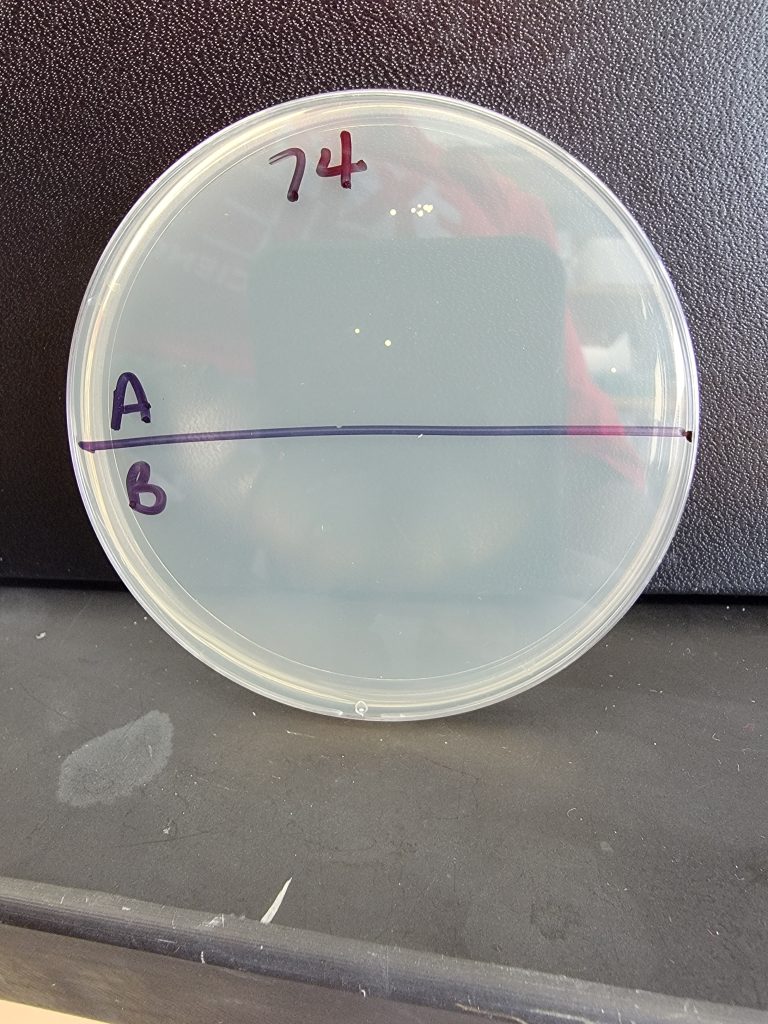 Petri Dish 74