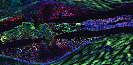 bioluminescent image of cells