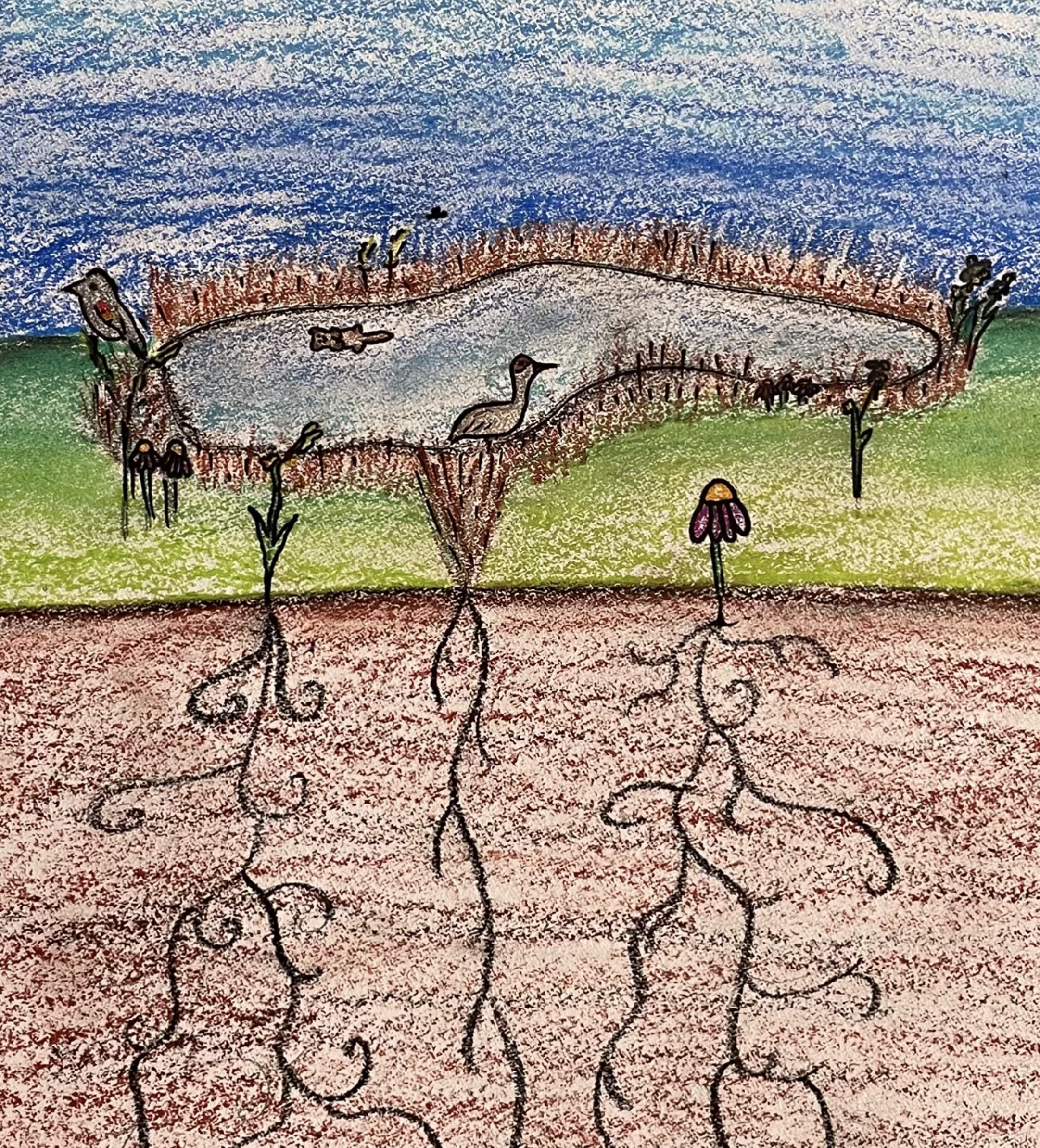 Illustration from project book depicting a pond with water fowl and an otter. Plants are shown both above and below the ground surface.