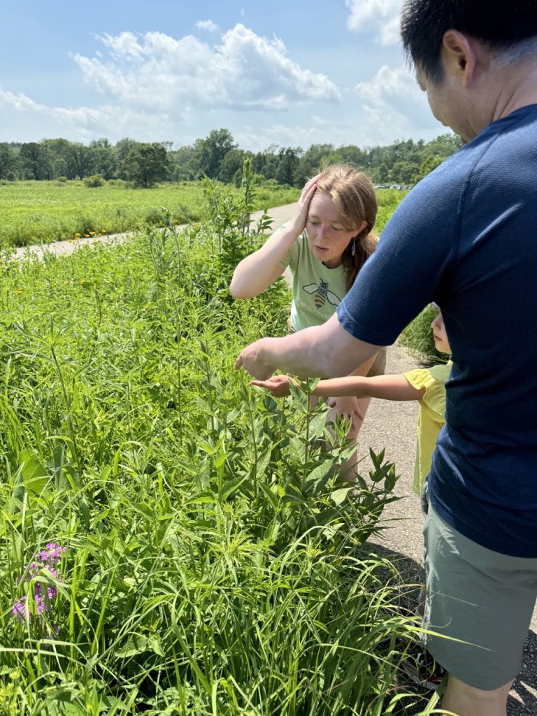 people looking at milkweed