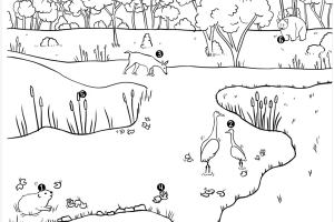Line drawn coloring page with forest and field animals to identify